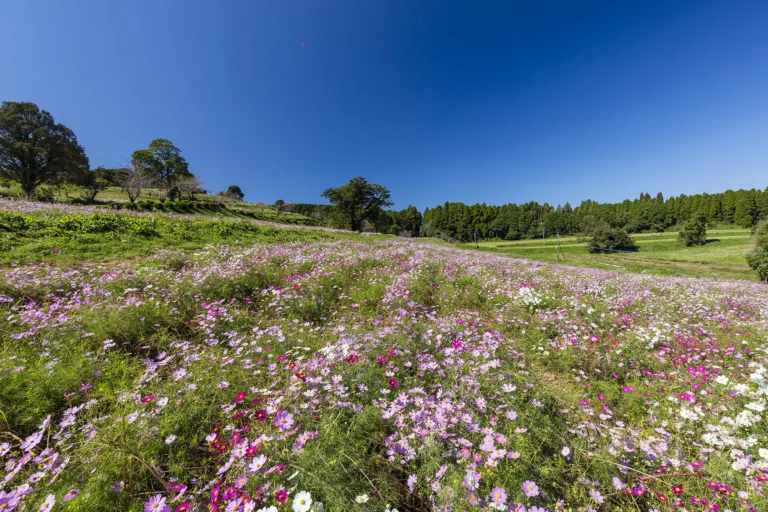 上場高原コスモス園