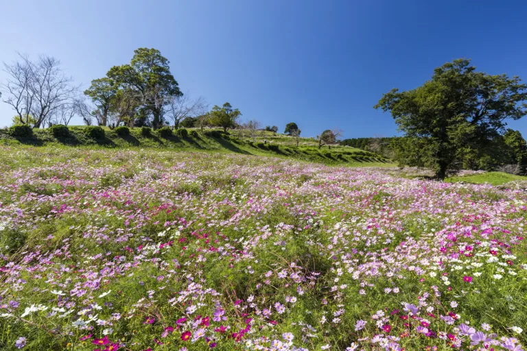 上場高原コスモス園